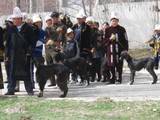 Охотничья собака кыргызский тайган