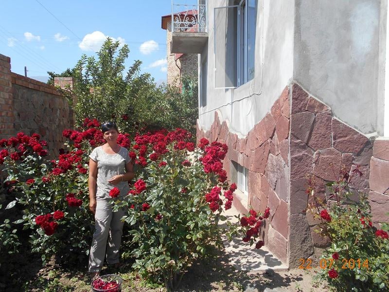 Розы гостевого дома Светлана в г. Чолпон-Ата